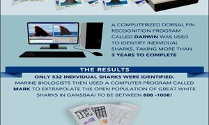 Die Grootwithaai is in gevaar